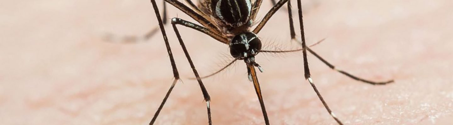 Balitang Kalusugan: Kaso ng Dengue sa Cordillera Region, tumataas