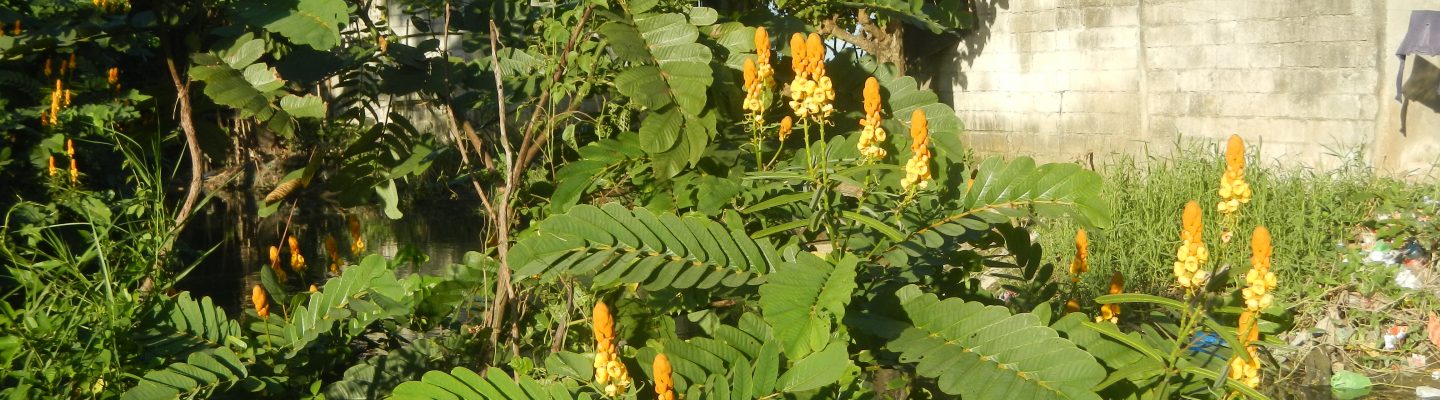 Akapulko