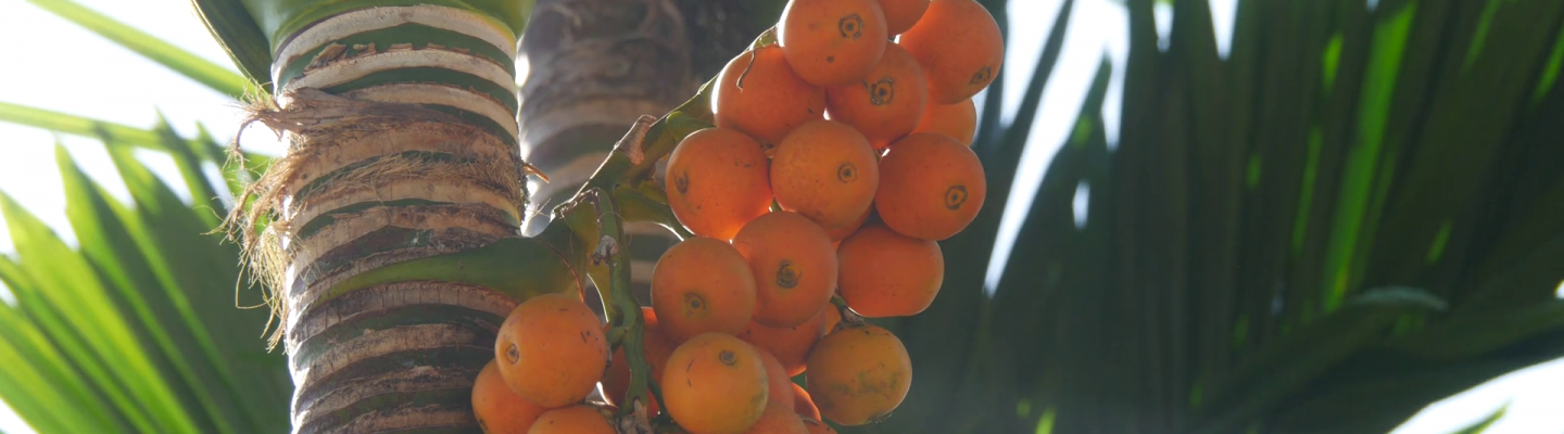 Bunga (Betel Nut)