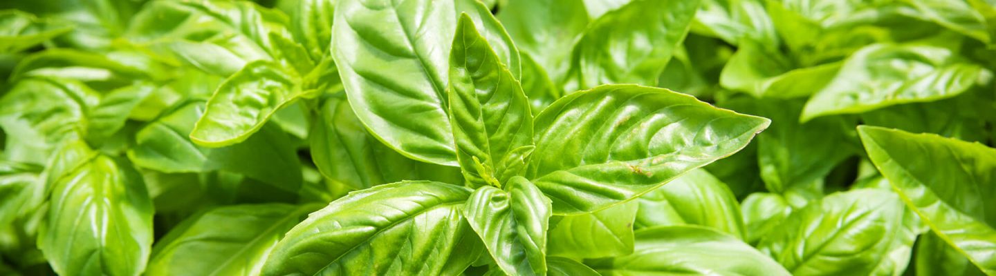 Balanoy (Sweet Basil)