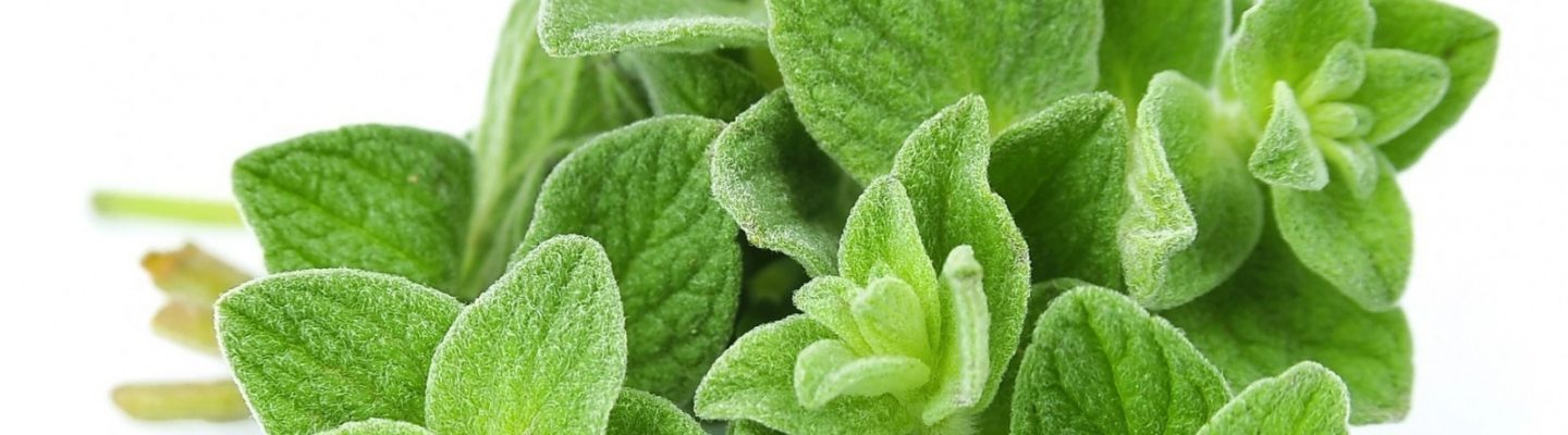 Oregano