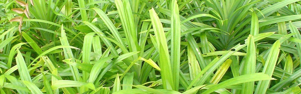 Pandan
