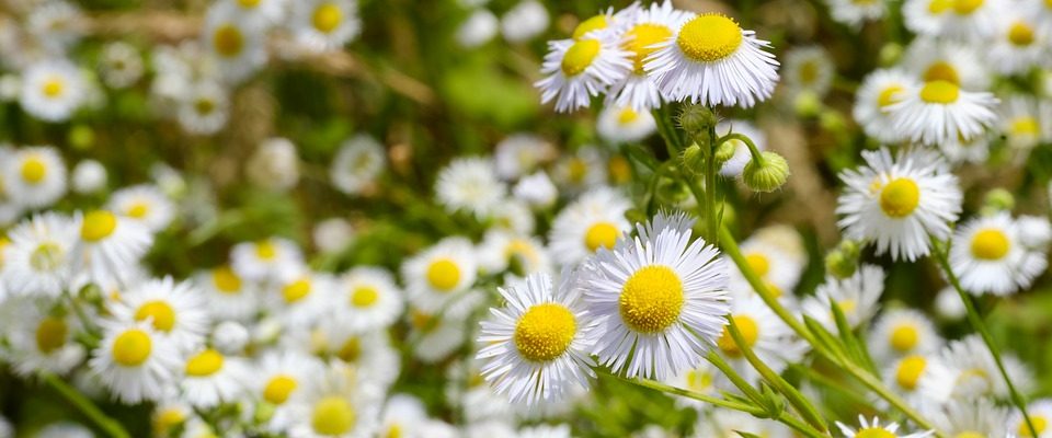 Manzanilla (Chrysanthemum)