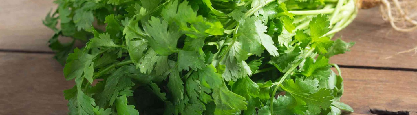 Kulantro (Cilantro)