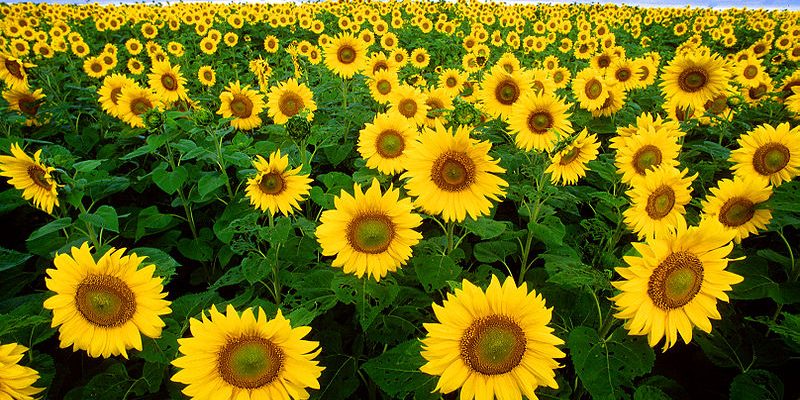 Mirasol (Sun Flower)