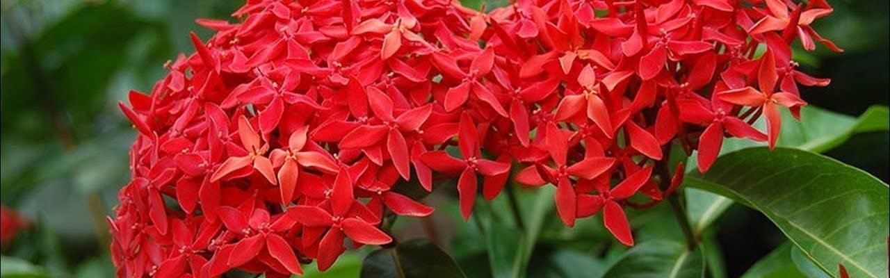 Santan