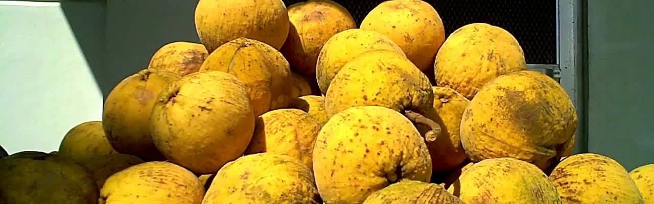 Santol
