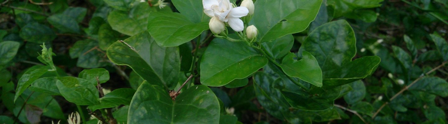 Sampaguita