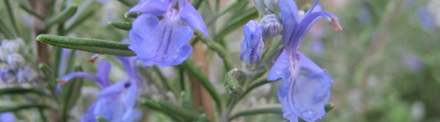 Romero (Rosemary)
