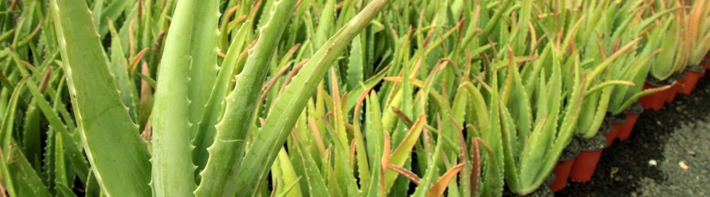 Sabila (Aloe Vera)