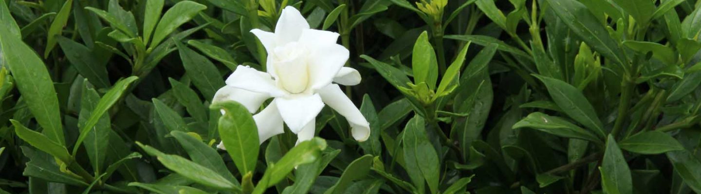 Rosal