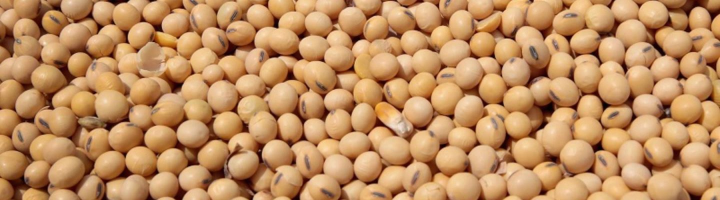Soya