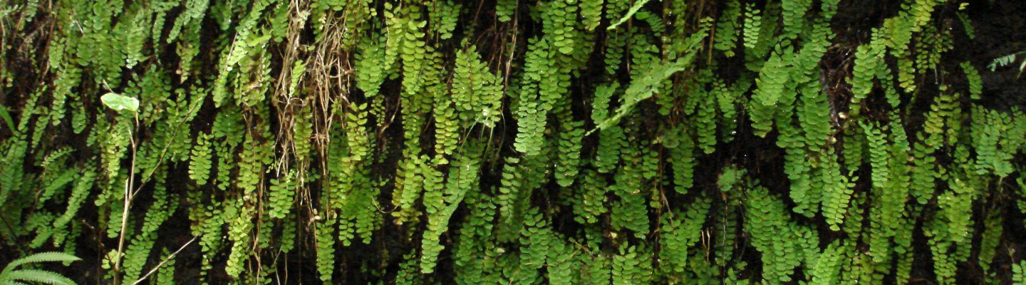Alambrillo