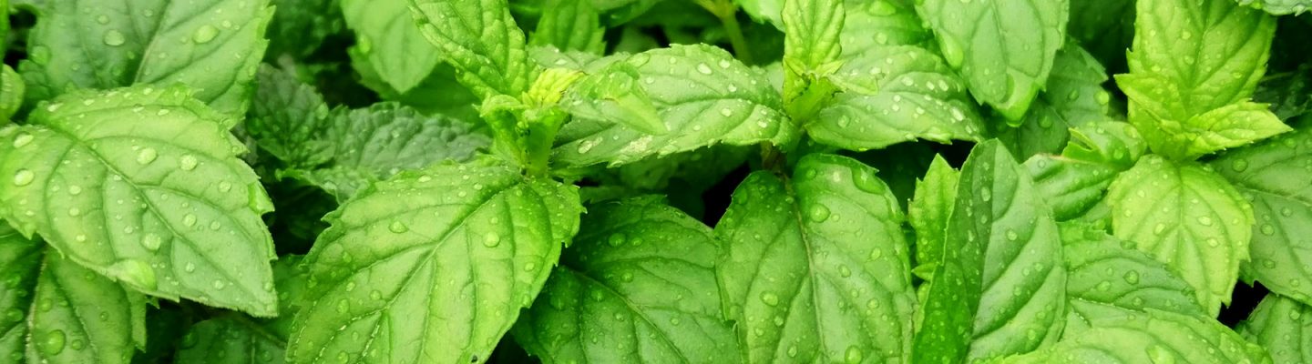 Herba Buena