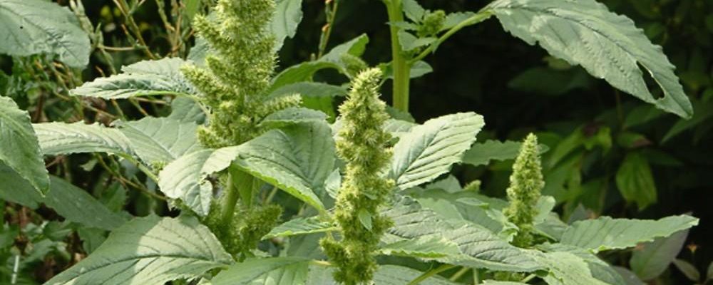 Uray (Pigweed)
