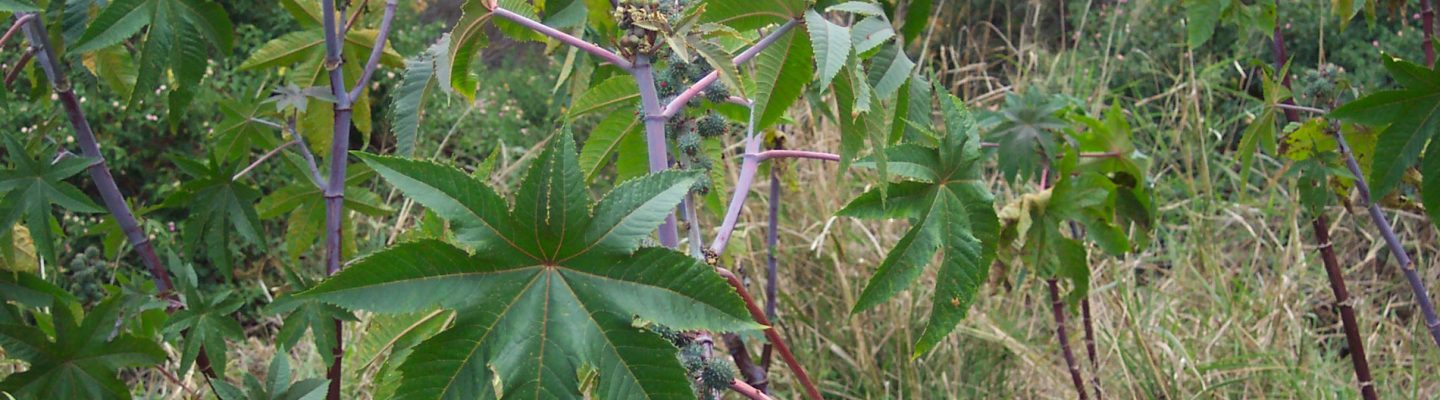 Tangan-Tangan (Castor Oil Plant)