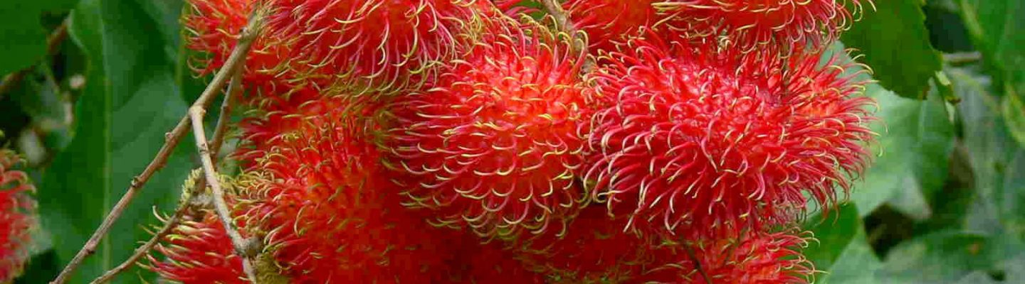 Rambutan