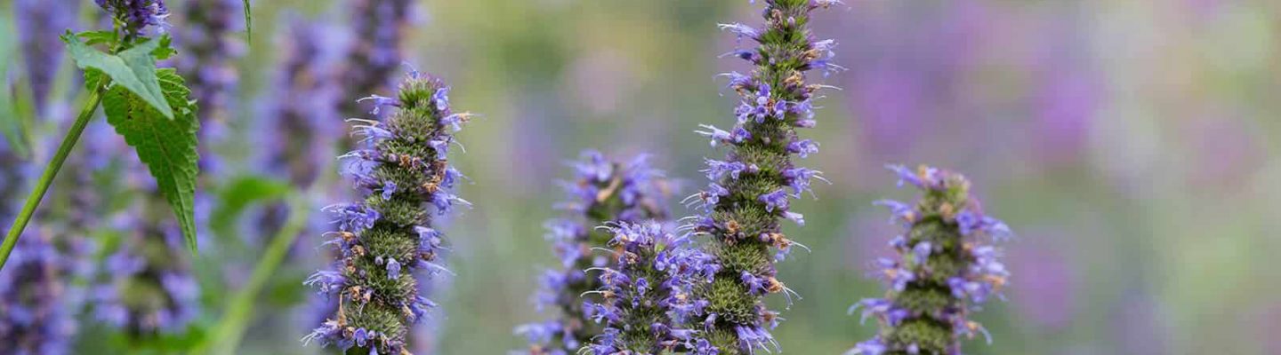 Verbena