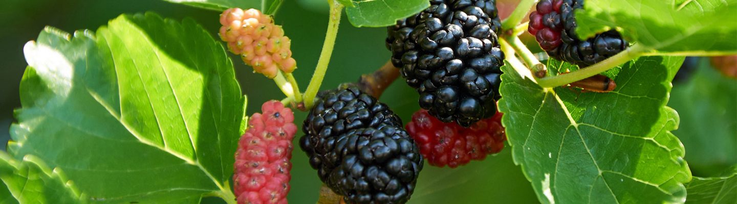 Moras