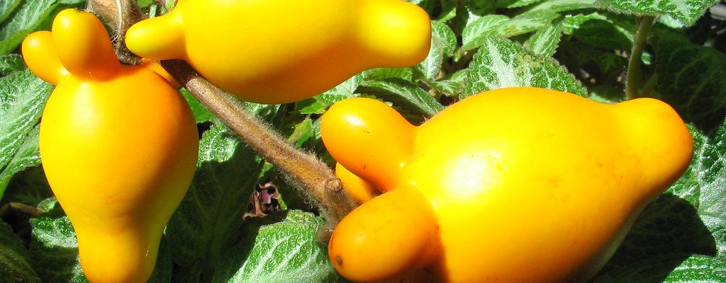 Mickey Mouse Plant