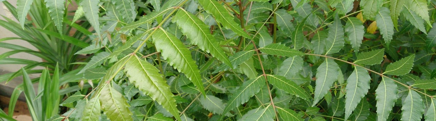 Neem tree