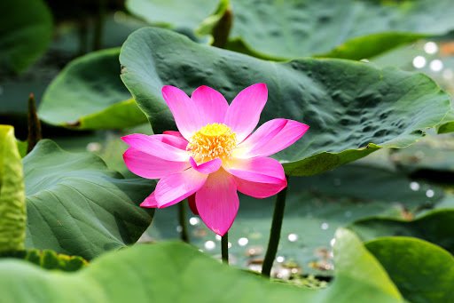 Baino (Lotus)