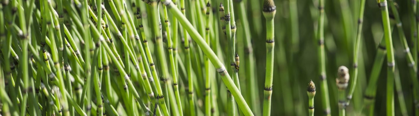Buntot Kabayo (Horsetail)
