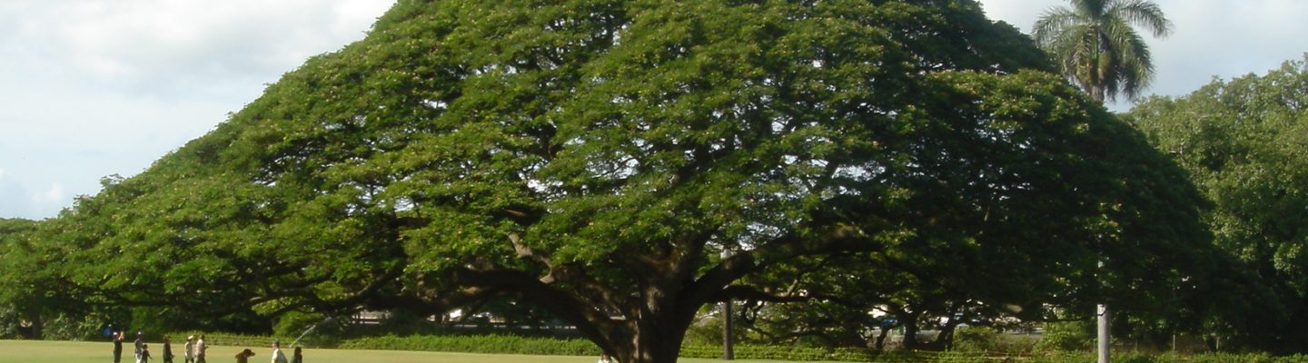 Acacia