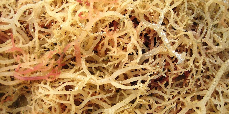 Gulaman