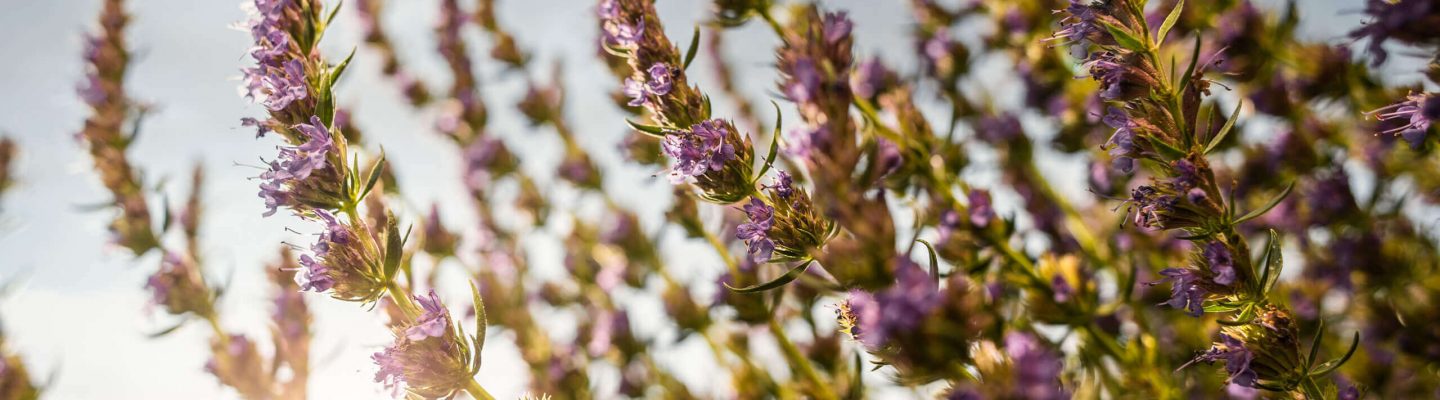 Hyssop
