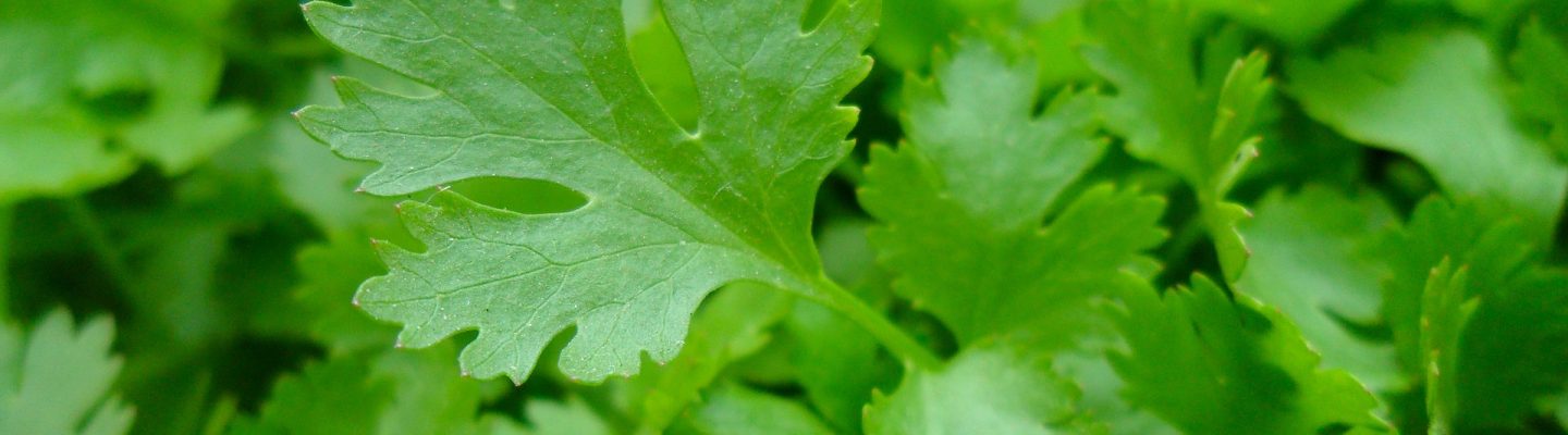 Parsley