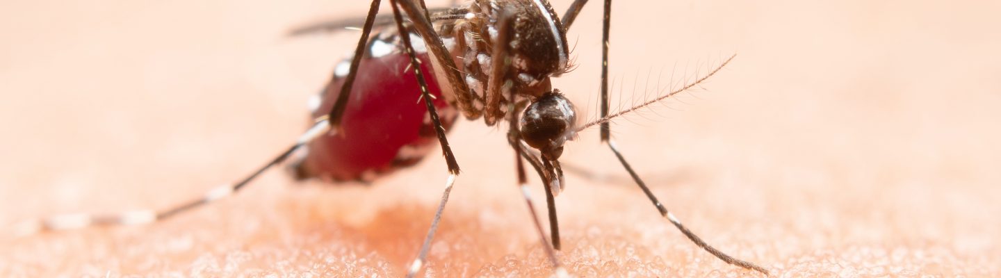 Malaria