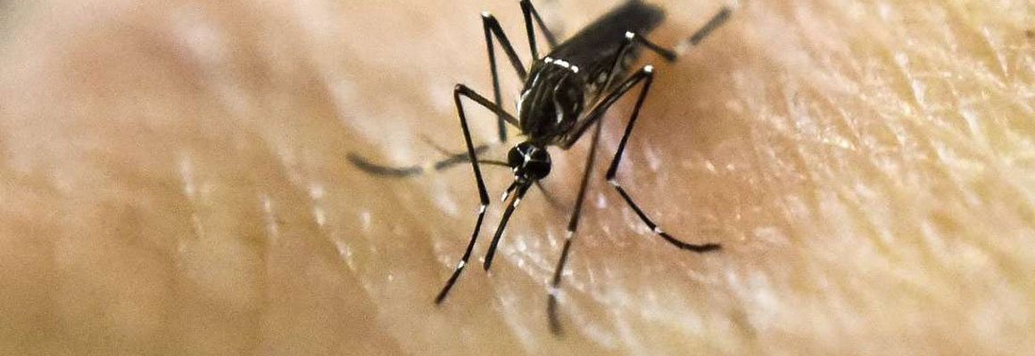 Paano maka-iwas sa dengue fever?