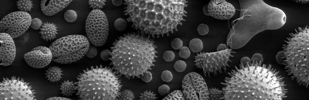 Mga karaniwang ‘allergens’ o sanhi ng allergy