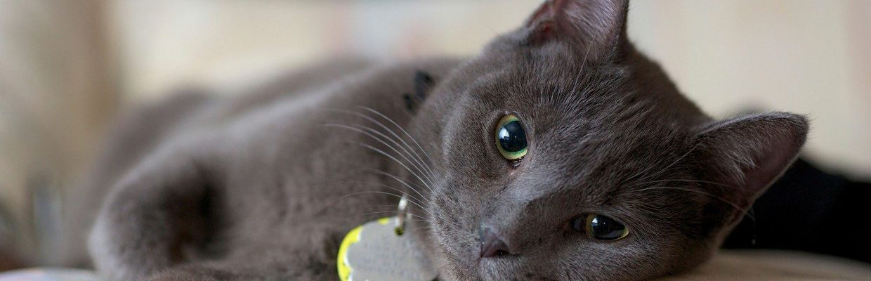 May rabies ba ang kalmot ng pusa?