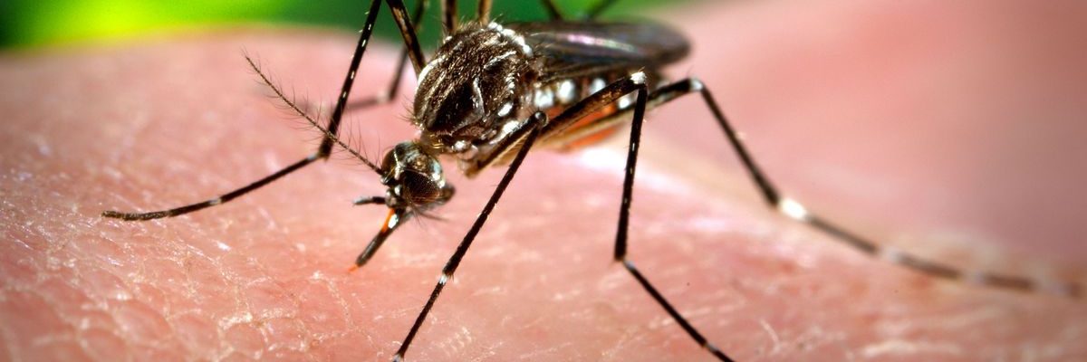 Ano ang mga sintomas ng Malaria?