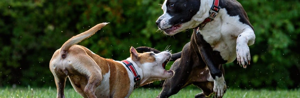 Nakagat ng aso matagal na…rabies, pwede pa ba?