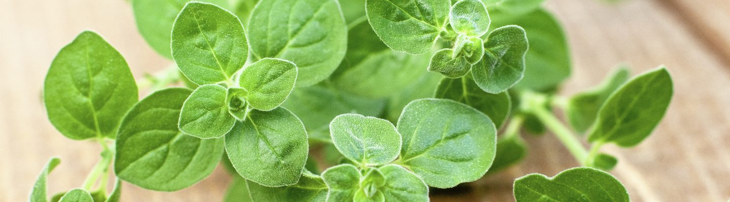 Halamang Gamot Para sa Ubo’t Sipon: Oregano