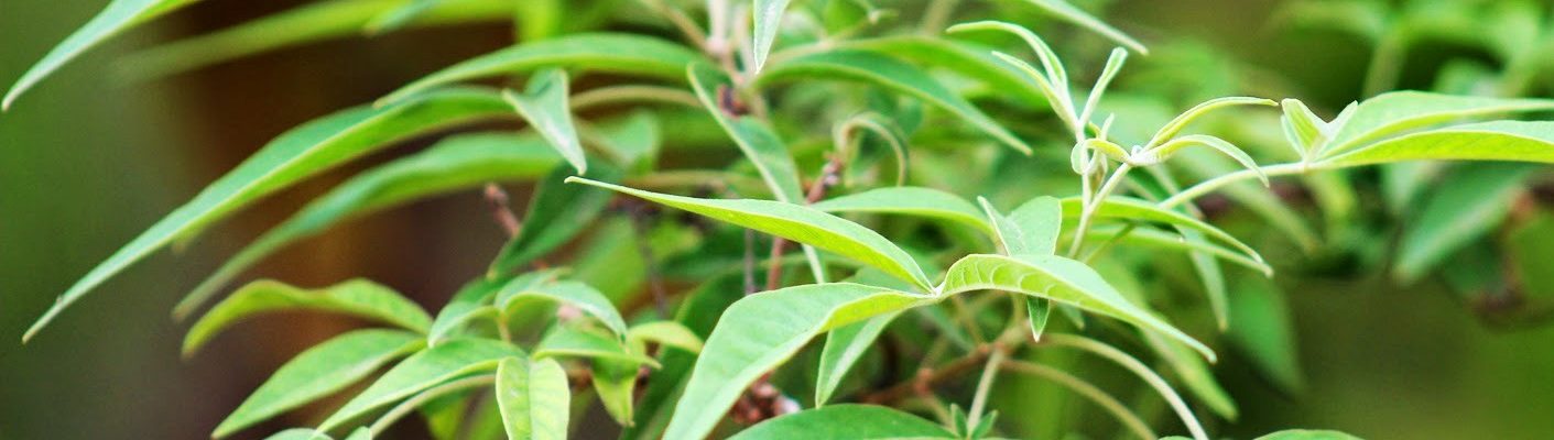 Halamang Gamot Para sa Ubo: Lagundi