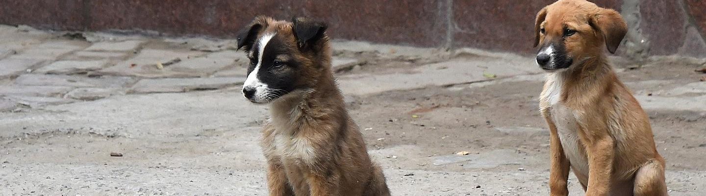 Paano makaiwas sa impeksyon ng rabies?