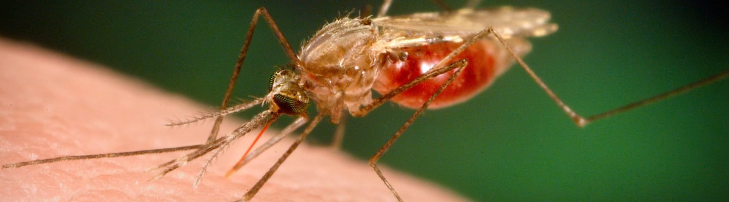 Paano malaman kung may malaria?