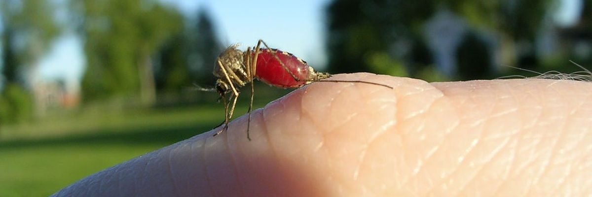 Paano makaiwas sa malaria?