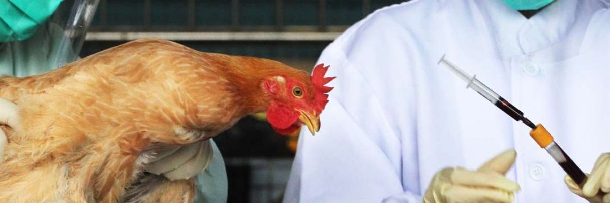 Paano malaman kung may Bird Flu?