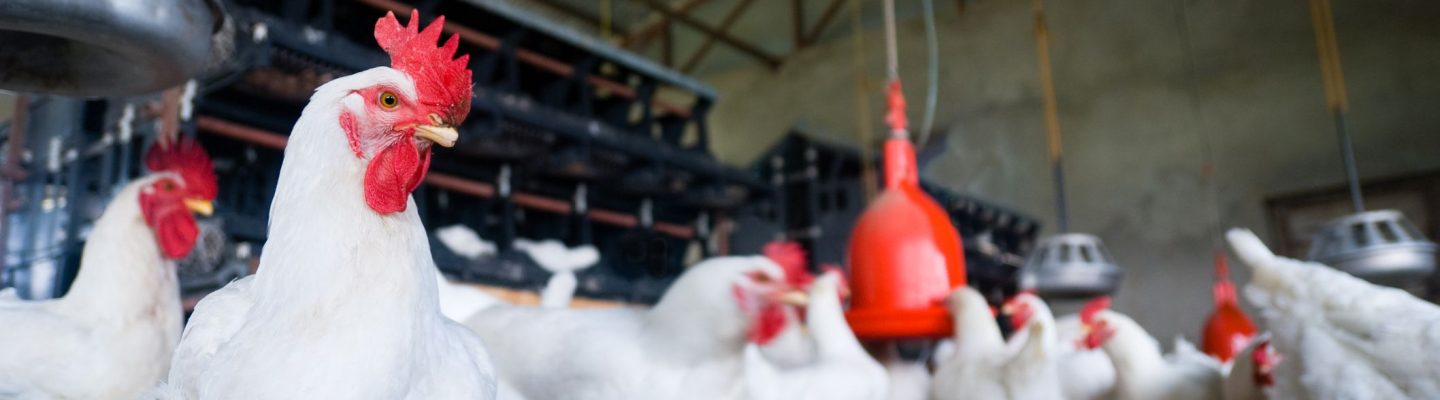 Paano makaiwas sa Bird Flu?