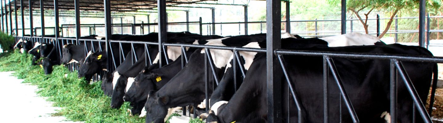 Ano ang mga sintomas ng Mad Cow Disease?