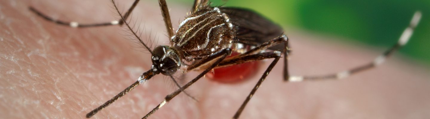 Paano malaman kung may chikungunya?