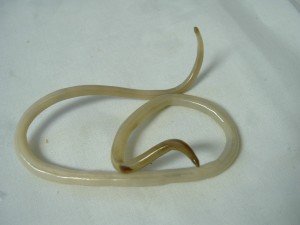  width=