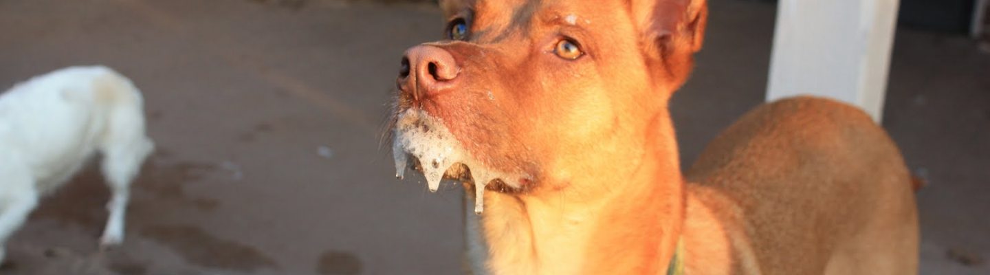 Paano malaman kung apektado ng rabies?