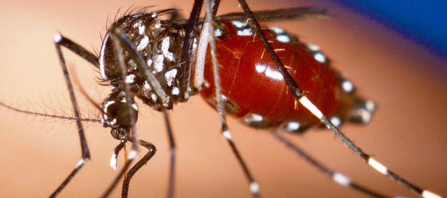 Balitang Kalusugan: Probinsya ng Bulacan, isinailalim sa State of Calamity dahil sa dengue