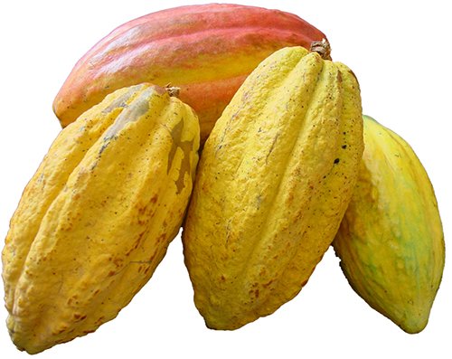 Kakaw (Cacao)